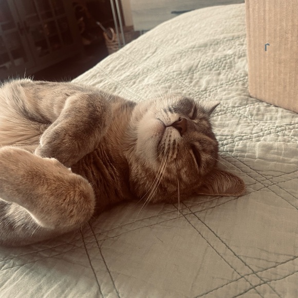 Meet your Posher, Evelyn - Picture 2 of 2